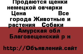 Продаются щенки немецкой овчарки!!! › Цена ­ 6000-8000 - Все города Животные и растения » Собаки   . Амурская обл.,Благовещенский р-н